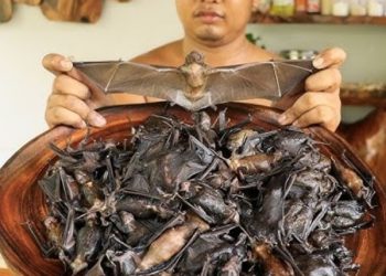 New Jersey Homicide Suspect Arrested in Harrisburg After Hiding in Dryer