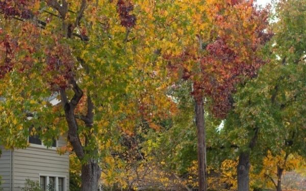 Wayne, NJ Homeowners Face Warm, Dry Fall, Almanac Says